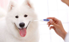 犬冠状病毒病,犬冠状病毒病的流行病学、症状、诊断与防治概述
