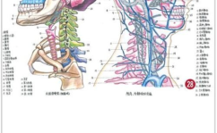 人体器官结构示意图,揭秘生命之躯的精密构造