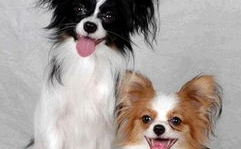 蝴蝶犬能长多大,揭秘其体型发展全解析
