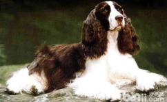 史宾格犬,忠诚勇敢的猎犬伴侣，全面了解其特点与养护