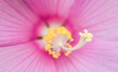 花的图片大全大图,千姿百态花卉大图赏析