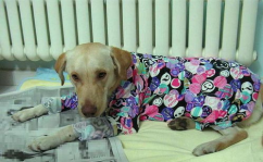 犬冠状病毒病,犬冠状病毒病的流行病学、症状、诊断与防治概述