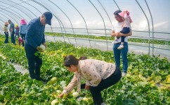 吃瓜图片大全大图“吃瓜群众”看过来！