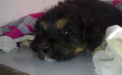 犬冠状病毒病,犬冠状病毒病的流行病学、症状、诊断与防治概述