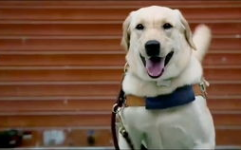 导盲犬小q是什么狗,忠诚守护，拉布拉多的生命传奇