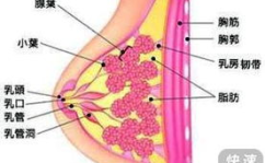 乳腺癌的发病原因,多因素交织下的健康挑战