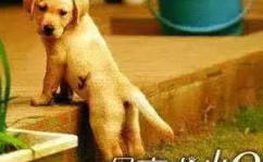导盲犬小q是什么狗,忠诚守护，拉布拉多的生命传奇